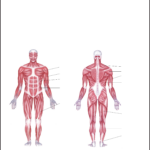 Labeled Muscle Diagram Chart Free Download