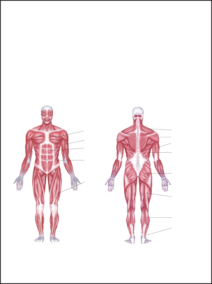 Labeled Muscle Diagram Chart Free Download | Anatomy Worksheets