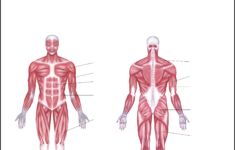 Labeled Muscle Diagram Chart Free Download