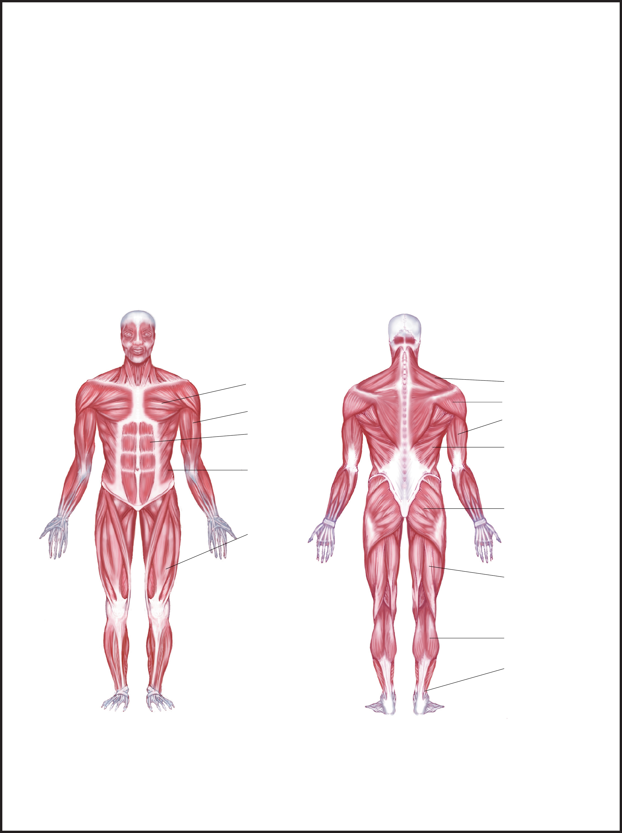 free-printable-muscle-diagram-anatomy-worksheets