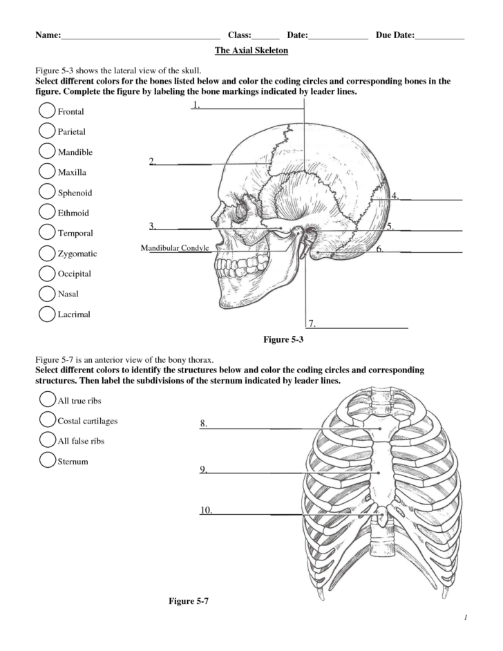 Anatomy Practice Worksheets