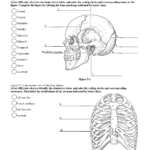 Labeling IS FUN Anatomy Coloring Book Anatomy And Physiology