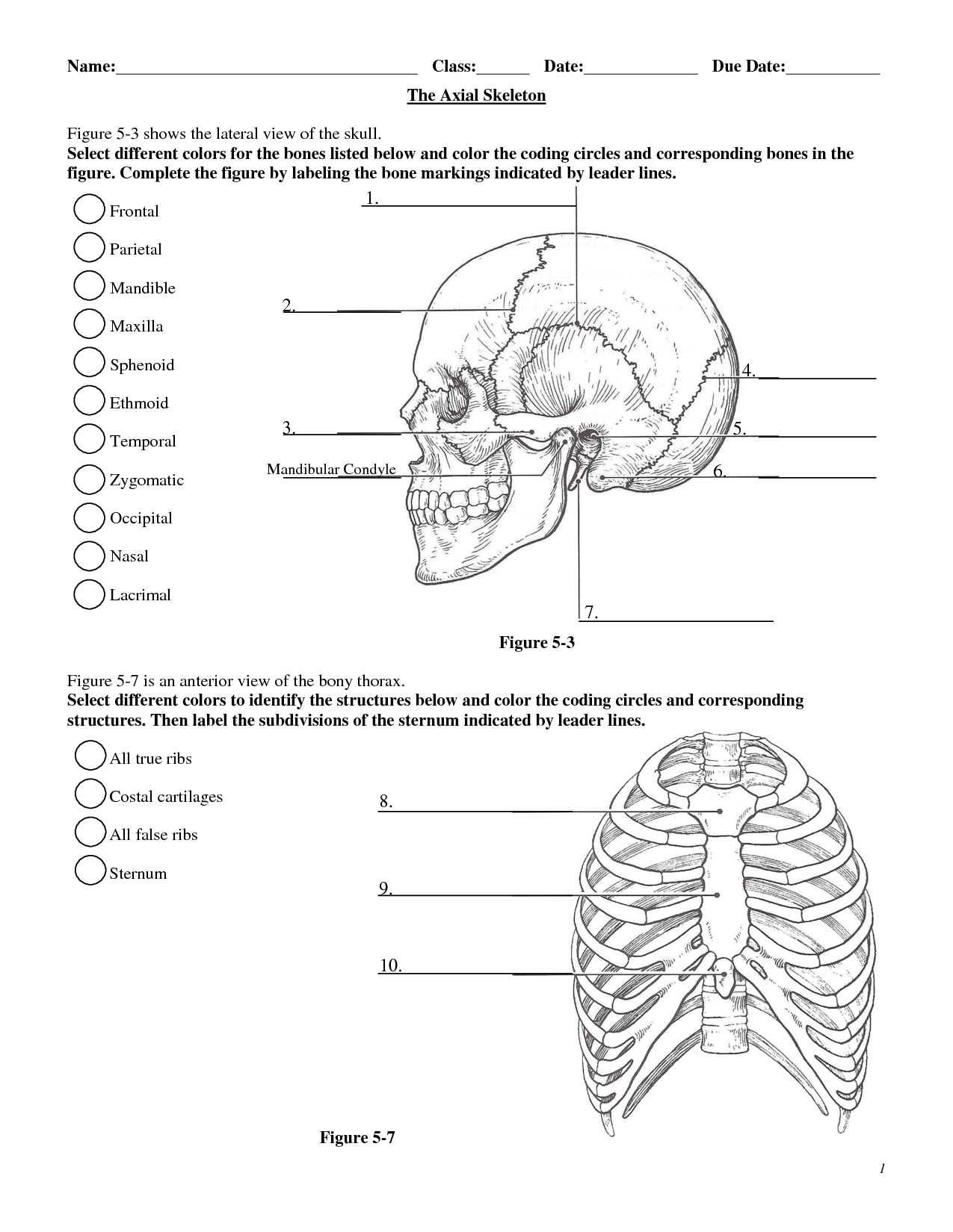 Human Skull Anatomy Activity Worksheet Answers