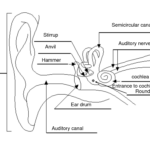 Labelled Diagram Of The Ear Ear Diagram Human Ear Diagram Ear Anatomy