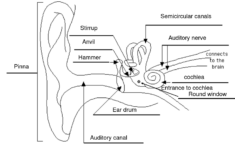 Labelled Diagram Of The Ear Ear Diagram Human Ear Diagram Ear Anatomy