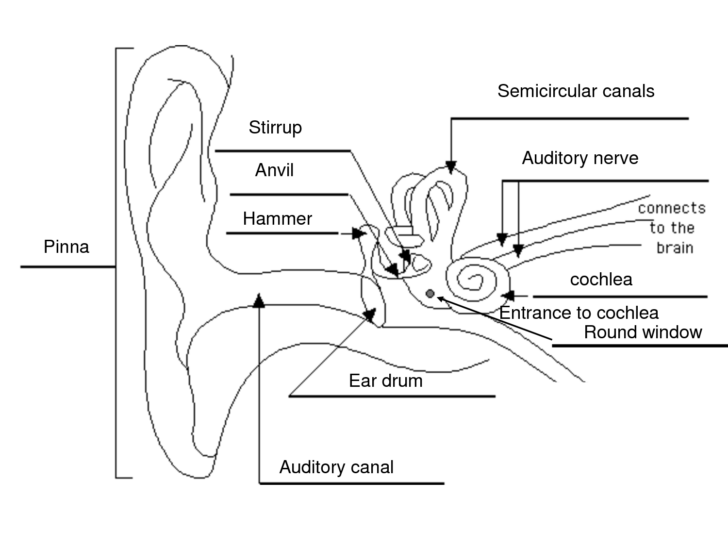 Ear Anatomy Worksheet Answers