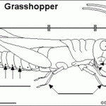 Labelling Grasshopper Anatomy School Fun Grasshopper Lannister