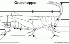 Labelling Grasshopper Anatomy School Fun Grasshopper Lannister
