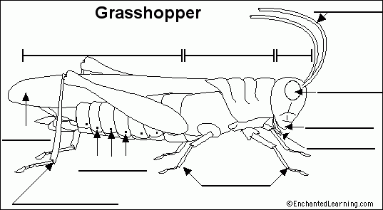 Grasshopper Anatomy Worksheet