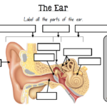 Labelling The EAR This Is A One Page Worksheet That Explores The