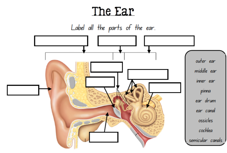 Ear Anatomy And Function Worksheet