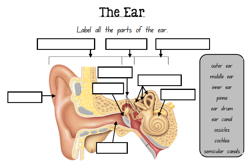 Labelling The EAR This Is A One Page Worksheet That Explores The 