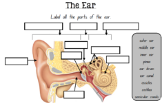 Labelling The EAR This Is A One Page Worksheet That Explores The