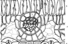 Leaf Anatomy Coloring Biology Teacher Biology Classroom Biology Plants