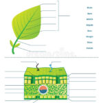 Leaf Anatomy Coloring Worksheet Answer Key Villardigital Library For
