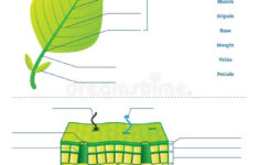 Leaf Anatomy Coloring Worksheet Answer Key Villardigital Library For