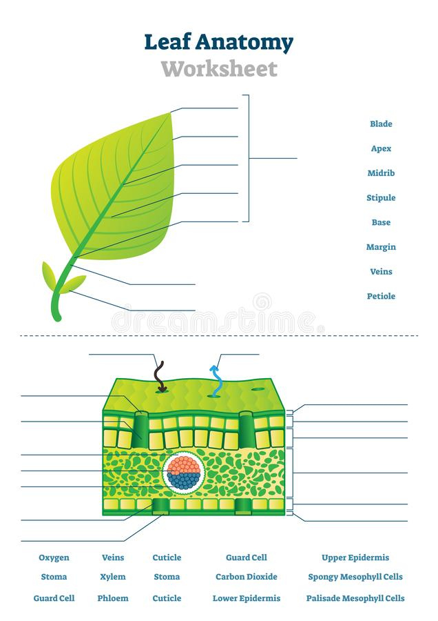 Leaf Anatomy Coloring Worksheet Answer Key Villardigital Library For 