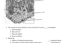 Leaf Anatomy Coloring Worksheet Key Printable Worksheets And