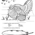 Leaf Anatomy Coloring Worksheet Key Printable Worksheets And