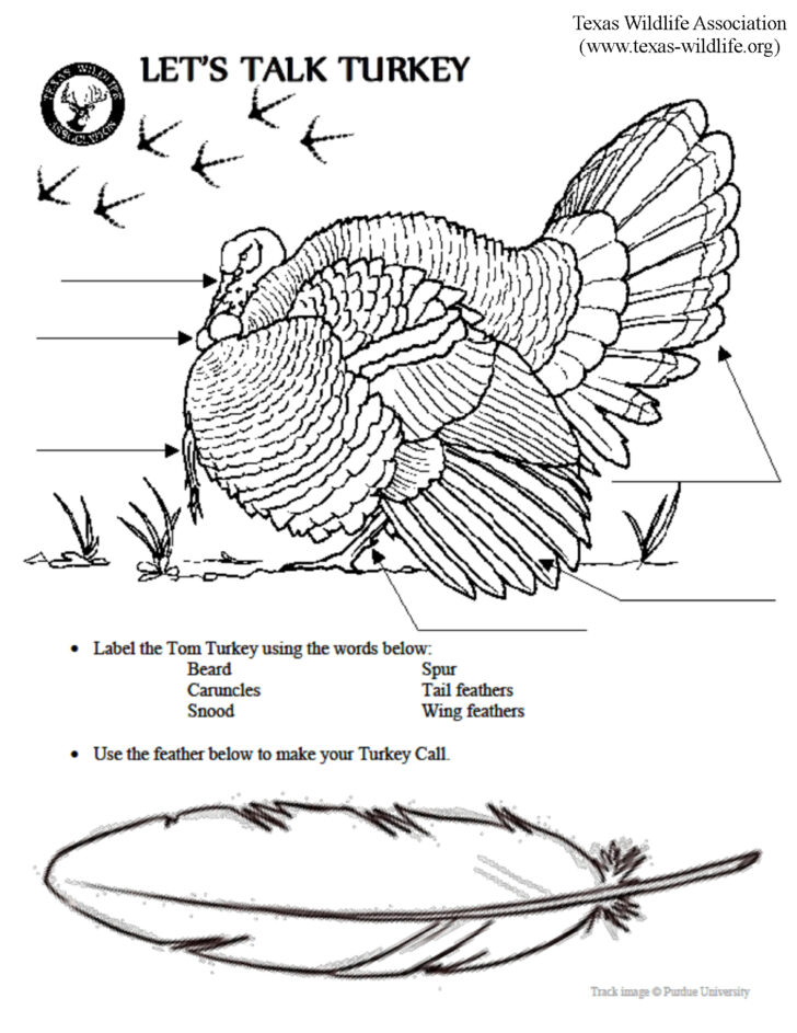 leaf-anatomy-coloring-worksheet-key-printable-worksheets-and-anatomy