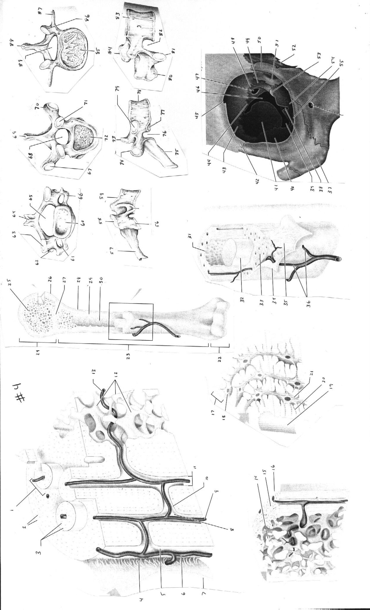 Leaf Anatomy Coloring Worksheet Key Printable Worksheets And Anatomy