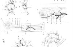 Leaf Anatomy Coloring Worksheet Key Printable Worksheets And