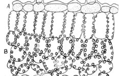 Leaf Anatomy Coloring Worksheet Key Printable Worksheets And