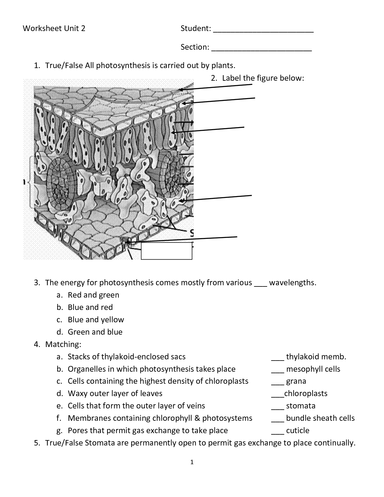 Leaf Anatomy Coloring Worksheet Key Printable Worksheets And 