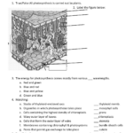 Leaf Anatomy Coloring Worksheet Key Printable Worksheets And