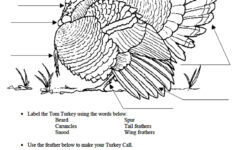Leaf Anatomy Worksheet Answer Key Biology Corner Villardigital