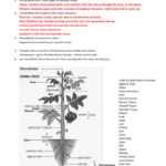 Leaf Anatomy Worksheet Answers Pdf