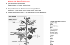 Leaf Anatomy Worksheet Answers Pdf