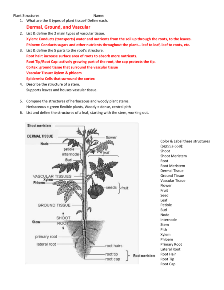 Practice Worksheet Plant Anatomy Answer Key