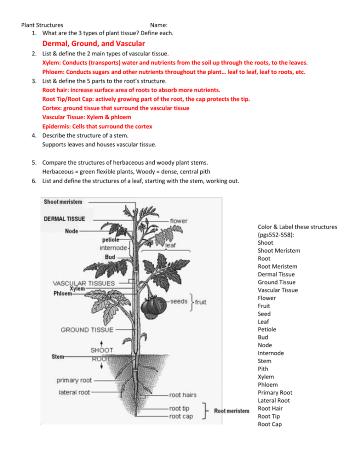 Leaf Anatomy Worksheet Answers Pdf Anatomy Drawing Diagram Anatomy 