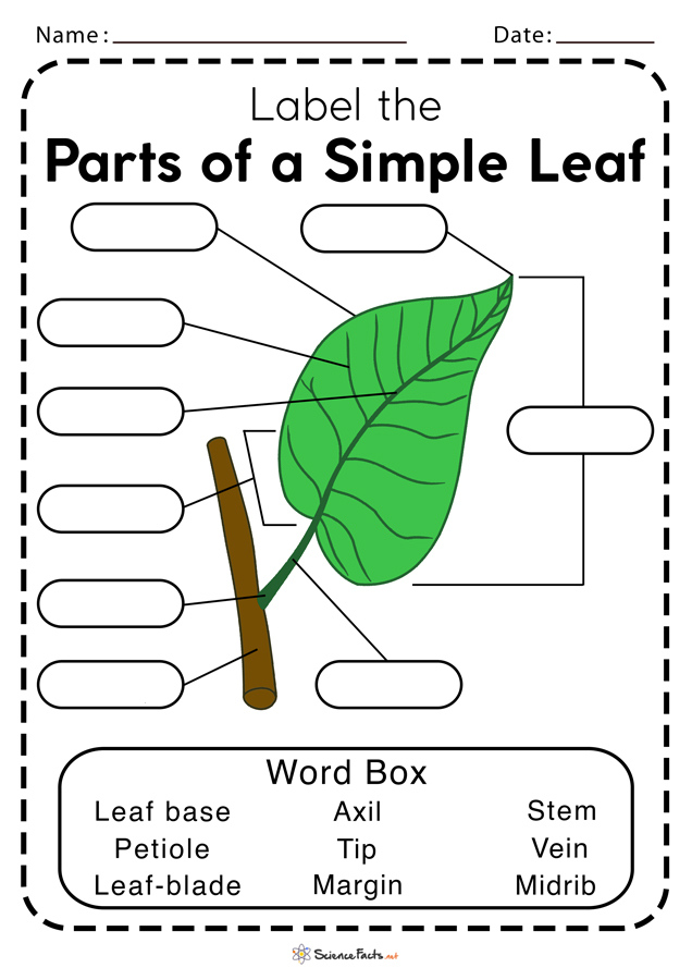 Leaf Anatomy Worksheet Answers Anatomy Worksheets