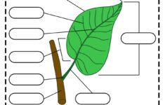 Leaf Anatomy Worksheet Answers Pdf COMAGS Answer Key Guide