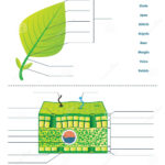 Leaf Anatomy Worksheet Vector Illustration Labeled Blank Biology