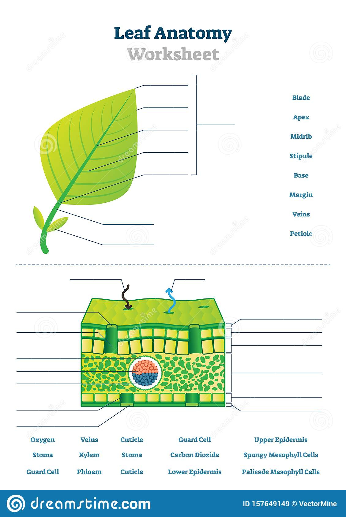 Leaf Anatomy Worksheet Vector Illustration Labeled Blank Biology 