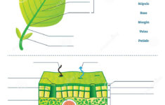 Leaf Cell Diagram Under Microscope Micropedia
