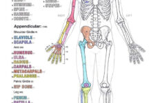 Learn Anatomy As You Browse Our Collection Of Colorful Large And