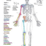Learn Anatomy As You Browse Our Collection Of Colorful Large And