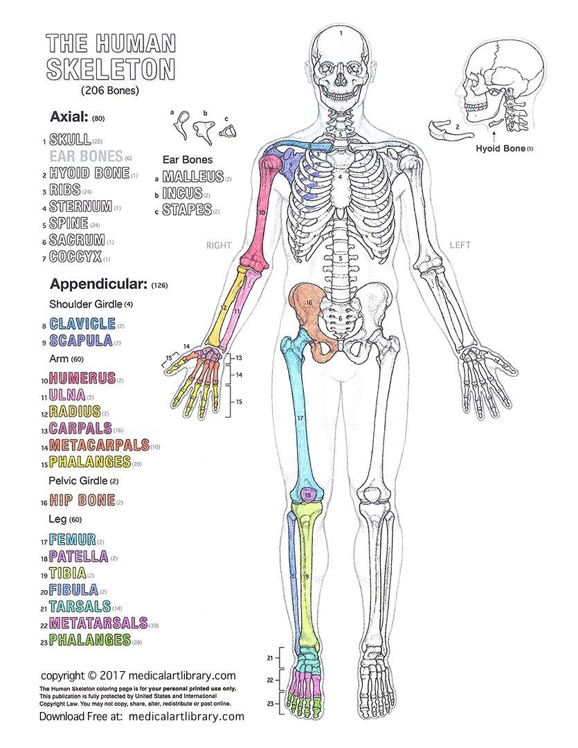 Free Printable Anatomy Diagrams | Anatomy Worksheets