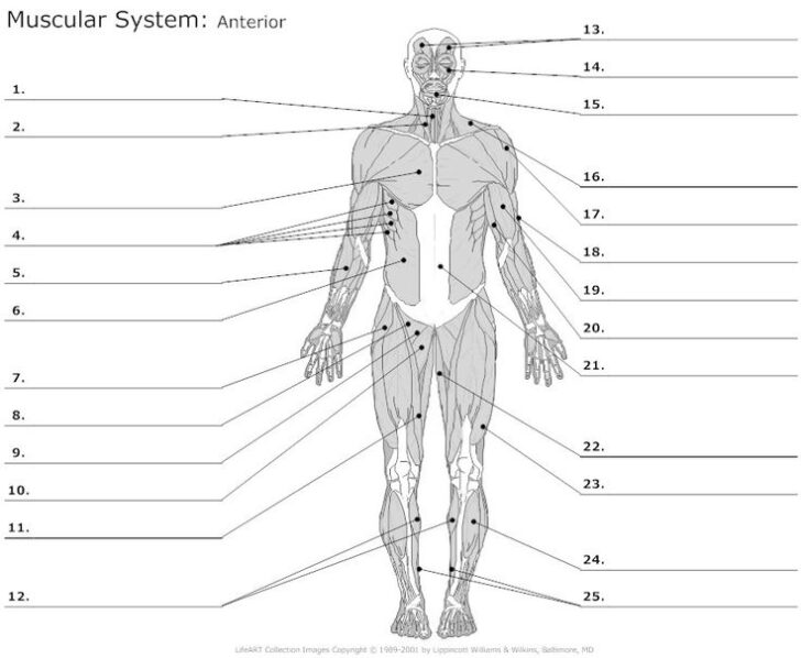 Anterior Anatomy Worksheet