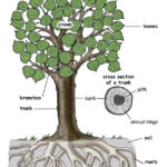 Learn More About Trees On Exploringnature Trees For Kids Tree