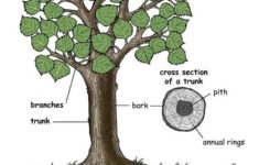 Learn More About Trees On Exploringnature Trees For Kids Tree