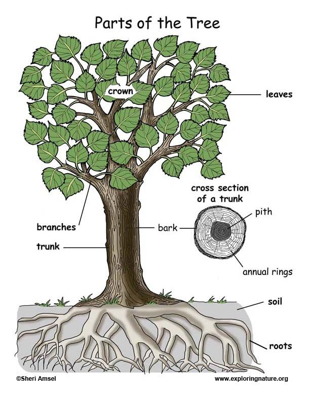 Learn More About Trees On Exploringnature Trees For Kids Tree 