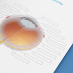 Learn The Anatomy Of The Eye With Quizzes And Diagrams Anatomy How