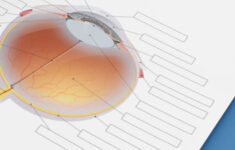 Learn The Anatomy Of The Eye With Quizzes And Diagrams Anatomy How