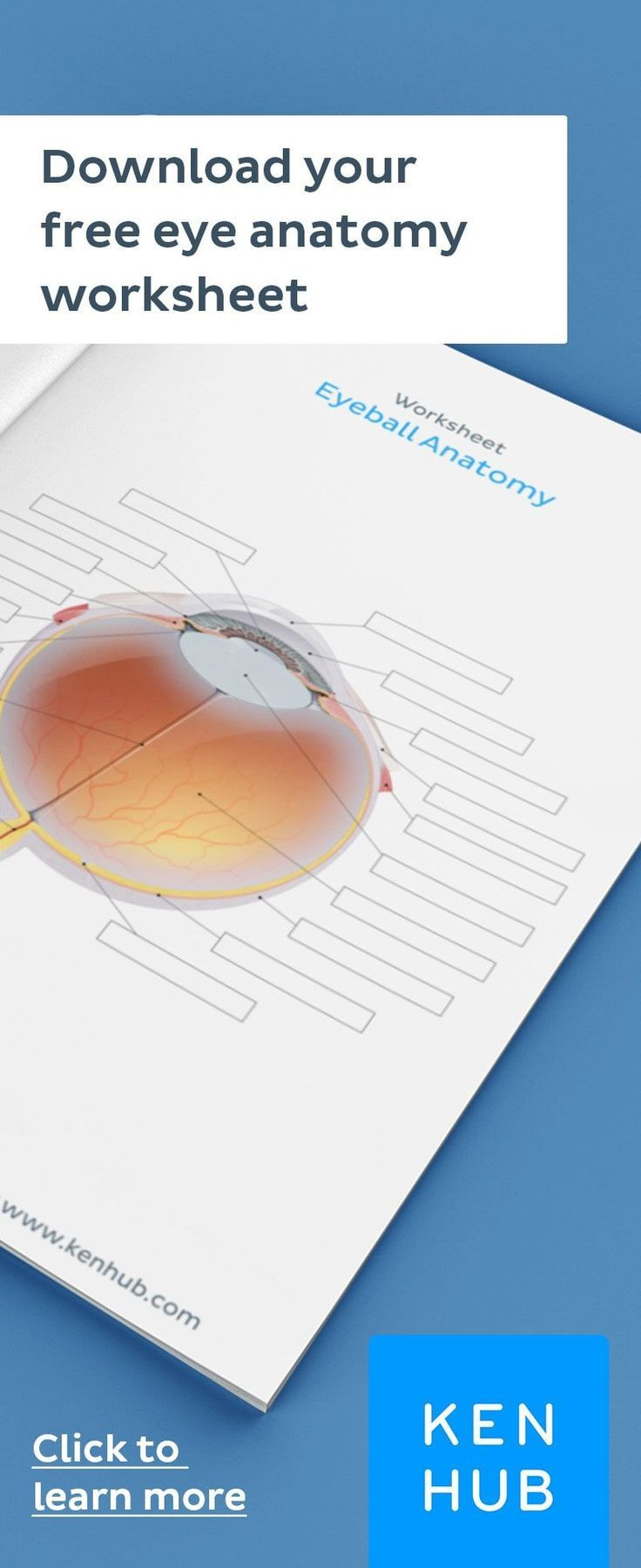 Learn The Anatomy Of The Eye With Quizzes And Diagrams Anatomy How 