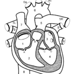 Learn The Anatomy Of The Heart